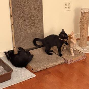 Summer -  Domestic Medium Hair Cat for Adoption in Waldorf, Maryland - Summer | PetCurious