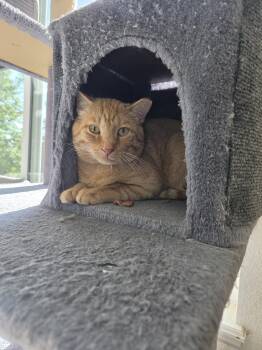 Doolin -  Domestic Short Hair Cat for Adoption in Denver, Colorado - Doolin | PetCurious