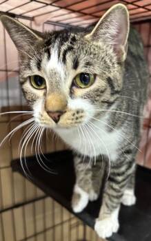 Domestic Short Hair Cats Available for Adoption in Webster City, Iowa - Tempurra | PetCurious