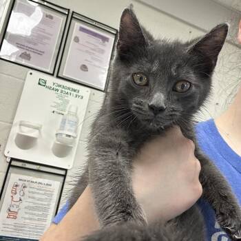 Boeing -  Domestic Short Hair Cat for Adoption in Evansville, Indiana - Boeing | PetCurious