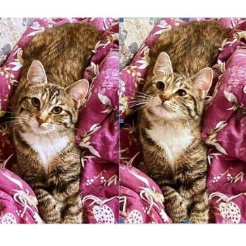 Torbie Cats Available for Adoption - Monkey Cat | PetCurious