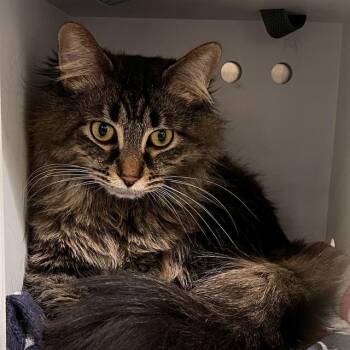 Domestic Long Hair Cats Available for Adoption in Methuen, Massachusetts - BROOKLYN | PetCurious