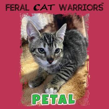 Petal -  Domestic Short Hair Cat for Adoption in Kingman, Arizona - Petal | PetCurious