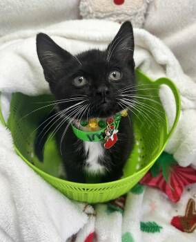Rescue Tuxedo Cats for Adoption in Tavares, Florida - Turtul | PetCurious