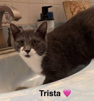 Domestic Short Hair Cats Available for Adoption - Trista | PetCurious