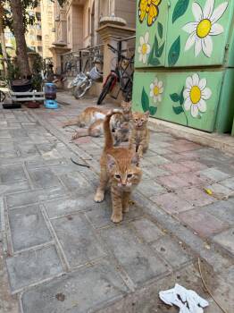 Domestic Short Hair and Siberian Cats Available for Adoption in Brampton, Ontario - Simba - 5 Siblings  | PetCurious