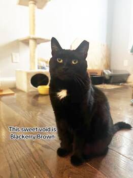 Rescue Domestic Short Hair Cats for Adoption in Philadelphia, Pennsylvania - Blackberry Brown | PetCurious