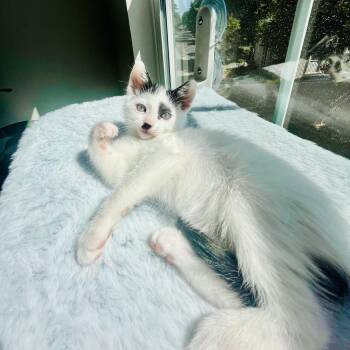 Cookie Crisp & Cookie Crumble (bonded pair) -  Domestic Medium Hair Cat Available for Adoption in Sacramento, California - Cookie Crisp & Cookie Crumble (bonded Pair) | PetCurious