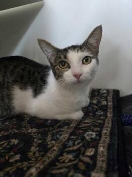 Flamingo -  Domestic Short Hair Cat for Adoption in Savannah, Georgia - Flamingo | PetCurious