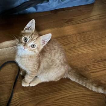 Aion -  Domestic Short Hair Cat for Adoption in Candler, North Carolina - Aion | PetCurious