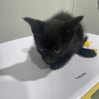 Domestic Short Hair Cats Available for Adoption - Calix | PetCurious