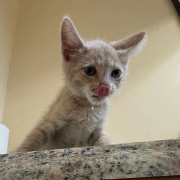 Dreamsicle -  Domestic Short Hair Cat for Adoption in Corinth, Mississippi - Dreamsicle | PetCurious