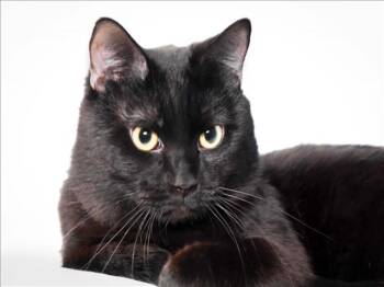Domestic Short Hair Cats Available for Adoption in Loveland, Colorado - ALFONZO | PetCurious