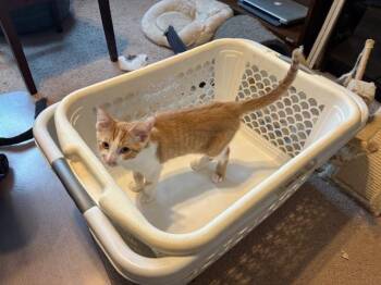 Nightwing 7479 -  Domestic Short Hair Cat for Adoption in Dallas, Texas - Nightwing 7479 | PetCurious