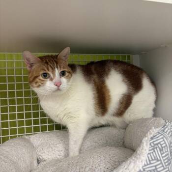 Ginny -  Domestic Short Hair Cat for Adoption in Tallahassee, Florida - Ginny | PetCurious
