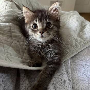 Clamato -  Domestic Medium Hair Cat for Adoption in Davenport, Iowa - Clamato | PetCurious