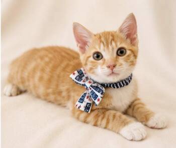 GRANT -  Domestic Short Hair Cat for Adoption in Margate, Florida - GRANT | PetCurious