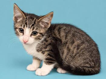 Jay -  Domestic Short Hair Cat for Adoption in Emerald Isle, North Carolina - Jay | PetCurious