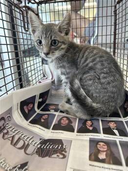 BRON BRON -  Domestic Short Hair Cat for Adoption in San Antonio, Texas - BRON BRON | PetCurious