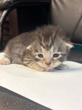 Custard -  Tabby Cat for Adoption in Nacogdoches, Texas - Custard | PetCurious