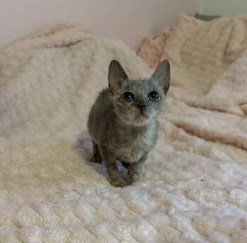 Rescue Domestic Short Hair Cats for Adoption in Barbourville, Kentucky - Bobby | PetCurious