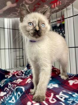 Siamese Cats Available for Adoption in Plano, Texas - Artemis | PetCurious