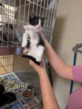 Rescue Domestic Short Hair Cats for Adoption in Nacogdoches, Texas - Beyonce | PetCurious