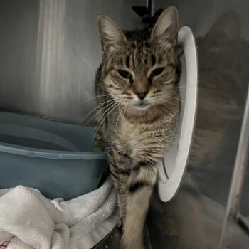 Pinky Toes -  Domestic Short Hair Cat for Adoption in Lakeland, Florida - Pinky Toes | PetCurious