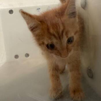 Megatron -  Domestic Short Hair Cat for Adoption in Columbus, Georgia - Megatron | PetCurious
