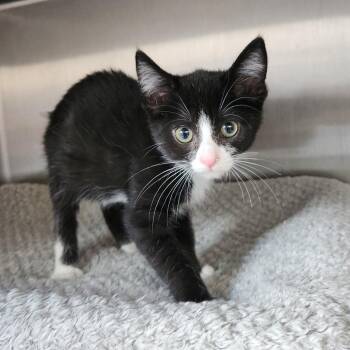 Frida -  Domestic Short Hair Cat for Adoption in Fort Wayne, Indiana - Frida | PetCurious