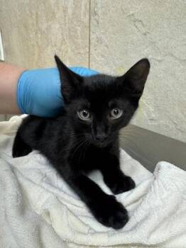 Maybach -  Domestic Short Hair Cat for Adoption in Honolulu, Hawaii - Maybach | PetCurious
