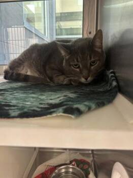 Miko -  Domestic Short Hair Cat for Adoption in Westland, Michigan - Miko | PetCurious