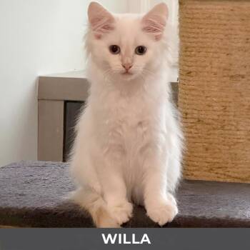 Willa -  Domestic Long Hair Cat for Adoption in Toronto, Ontario - Willa | PetCurious
