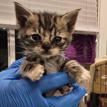 Dax -  Domestic Short Hair Cat Available for Adoption in Talent, Oregon - Dax | PetCurious
