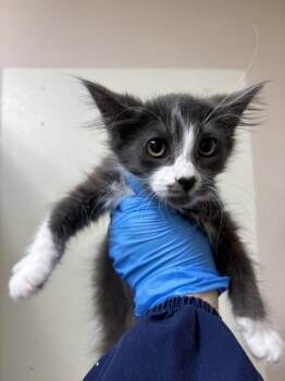Rum Raisin -  Domestic Medium Hair Cat for Adoption in Sherwood, Oregon - Rum Raisin | PetCurious