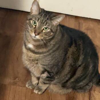 Dude -  Domestic Short Hair Cat for Adoption in Blairsville, Georgia - Dude | PetCurious