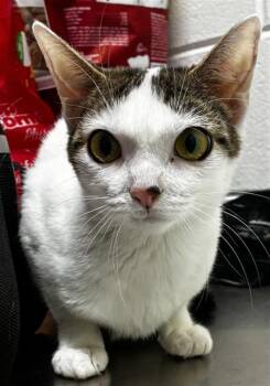 STITCH -  Domestic Short Hair Cat for Adoption - STITCH | PetCurious
