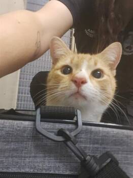 Domestic Short Hair Cats Available for Adoption - NUGGET | PetCurious