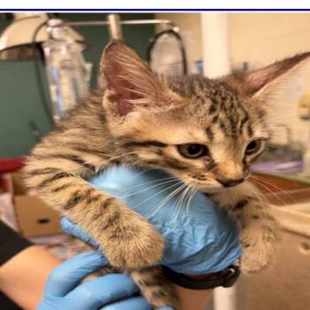 Cookie -  Domestic Short Hair Cat for Adoption in Grantsville, Utah - Cookie | PetCurious