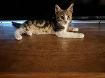 Rugby -  Domestic Short Hair and Tabby Cat for Adoption in Dallas, Texas - Rugby | PetCurious