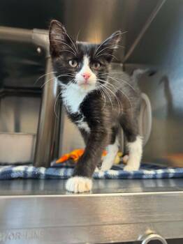 Pirate Bubs -  Domestic Short Hair Cat for Adoption in Boone, Iowa - Pirate Bubs | PetCurious