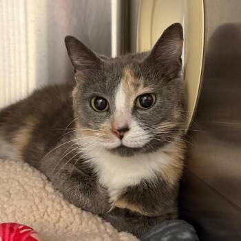 Domestic Short Hair Cats Available for Adoption in Madisonville, Tennessee - Birdie | PetCurious