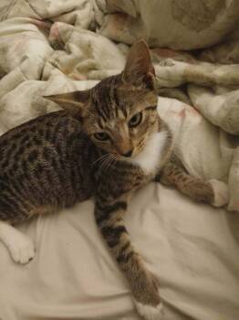 Dwight -  Domestic Short Hair Cat for Adoption in Alafaya, Florida - Dwight | PetCurious