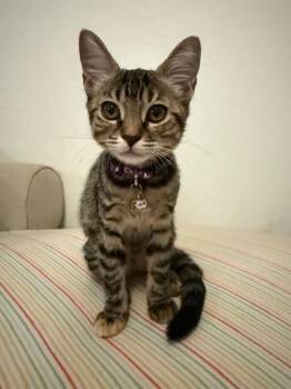 Muffin - Breakfast Litter -  Tabby Cat for Adoption in Anthem, Arizona - Muffin - Breakfast Litter | PetCurious