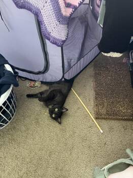 May Flower -  Domestic Short Hair Cat for Adoption in Brandon, Florida - May Flower | PetCurious