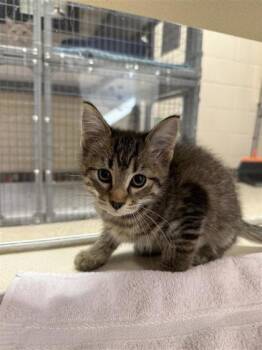 Rescue Domestic Short Hair Cats for Adoption in Hutchinson, Kansas - Village Inn (Brn) | PetCurious