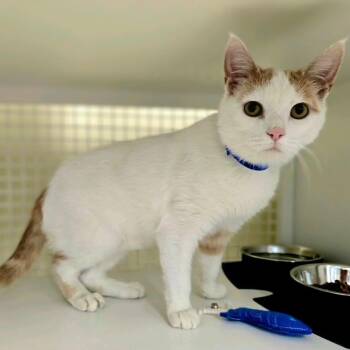 Shaggy -  Domestic Short Hair Cat for Adoption in Buffalo, New York - Shaggy | PetCurious