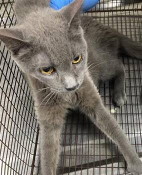 PAM -  Domestic Short Hair Cat for Adoption in Long Beach, California - PAM | PetCurious