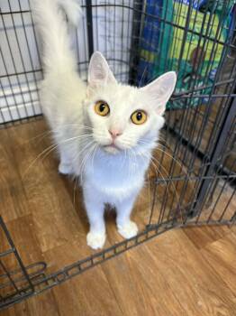 Cherry -  Turkish Angora Cat for Adoption in St. George, Utah - Cherry | PetCurious