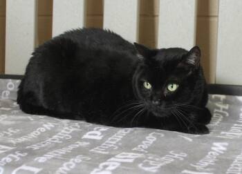 Frank - 44043 -  Domestic Medium Hair Cat for Adoption in Prattville, Alabama - Frank - 44043 | PetCurious